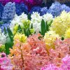 hyacinty smes mix barev 3