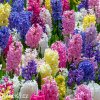 hyacinty smes mix barev 4