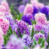 hyacinty smes mix barev 5