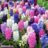 hyacinty smes mix barev 6