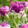 fialovy Tulipan Exquisit 4