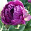 fialovy Tulipan Exquisit 5