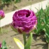 fialovy Tulipan Exquisit 6