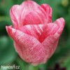 ruzovy tulipan triumph hemisphere 4