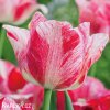 ruzovy tulipan triumph hemisphere 1