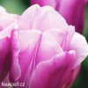 ruzovy tulipan triumph holland beauty 2