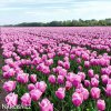 ruzovy tulipan triumph holland beauty 3