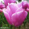 ruzovy tulipan triumph holland beauty 4