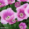 ruzovy tulipan triumph holland beauty 5