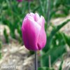 ruzovy tulipan triumph holland beauty 6