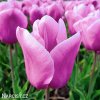 ruzovy tulipan triumph holland beauty 1