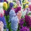 hyacinty smes mix barev 1