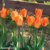oranzovy tulipan triumph orange breeze 2
