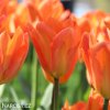 oranzovy tulipan triumph orange breeze 3