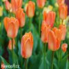 oranzovy tulipan triumph orange breeze 4