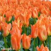 oranzovy tulipan triumph orange breeze 5