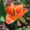 oranzovy tulipan triumph orange breeze 6