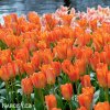 oranzovy tulipan triumph orange breeze 8