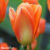 oranzovy tulipan triumph orange breeze 1