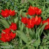 cerveny tulipan Praestans Zwanenburg 4