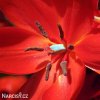 cerveny tulipan Praestans Zwanenburg 5