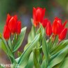cerveny tulipan Praestans Zwanenburg 6