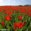 cerveny tulipan Praestans Zwanenburg 7