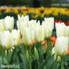 bily tulipan triumph purissima 2