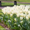 bily tulipan triumph purissima 3
