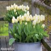 bily tulipan triumph purissima 4