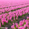 ruzovy hyacint pink pearl 2