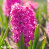 ruzovy hyacint pink pearl 3