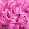 ruzovy hyacint pink pearl 5