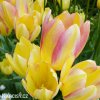 zlutoruzovy tulipan antoinette 4