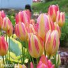 zlutoruzovy tulipan antoinette 6