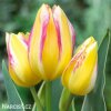 zlutoruzovy tulipan antoinette 7