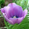 fialovy tulipan blue aimable 3