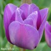 fialovy tulipan blue aimable 6