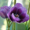 fialovy tulipan blue aimable 7
