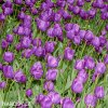 fialovy tulipan blue aimable 8