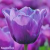 fialovy tulipan blue aimable 1