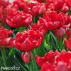 cerveny vicekvety tulipan esthatic 4