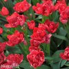 cerveny vicekvety tulipan esthatic 1