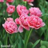 ruzovy plnokvety tulipan aveyron 2