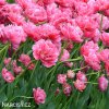 ruzovy plnokvety tulipan aveyron 4