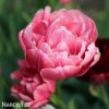 ruzovy plnokvety tulipan aveyron 5