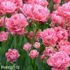 ruzovy plnokvety tulipan aveyron 6