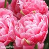 ruzovy plnokvety tulipan aveyron 7