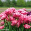 ruzovy plnokvety tulipan aveyron 8