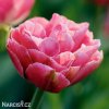 ruzovy plnokvety tulipan aveyron 1